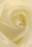 This close embrace with the heart of a cream-white rose draws you into a world of gentle texture and serene luminosity, as if you are nestled among its petals themselves. The spiral unfurling invites you to trace each soft, whisper-thin layer, reminiscent of bouquets crafted with care for local homes along Salusbury Road. Ambient natural light wraps around the rose, casting gentle, elongated shadows that enhance the bloom's hypnotic depth and invite quiet contemplation. There's a profound peace in this image-the kind felt at sunrise above Queen's Park, or upon receiving a thoughtful bouquet 'just because.' The subtle gradients of ivory and cream flow seamlessly, a testament to the florist's discerning eye and steady hand. Whether chosen to mark new beginnings or to honour cherished memories, this rose radiates tender emotion and craftsmanship. Even the understated hint of its fragrance seems to hang in the air, conjuring comfort without words-a floral gift that quietly acknowledges the importance of every special moment in Queen's Park.